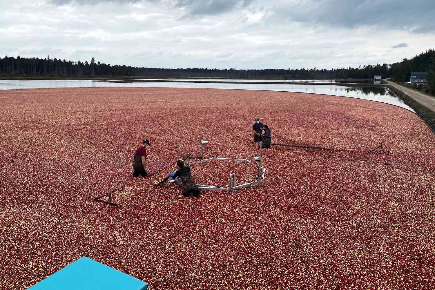 Hidden-Wild-Cranberry-Bogs-Of-New-Jersey hidden-wild-cranberry-bogs-of-new-jersey