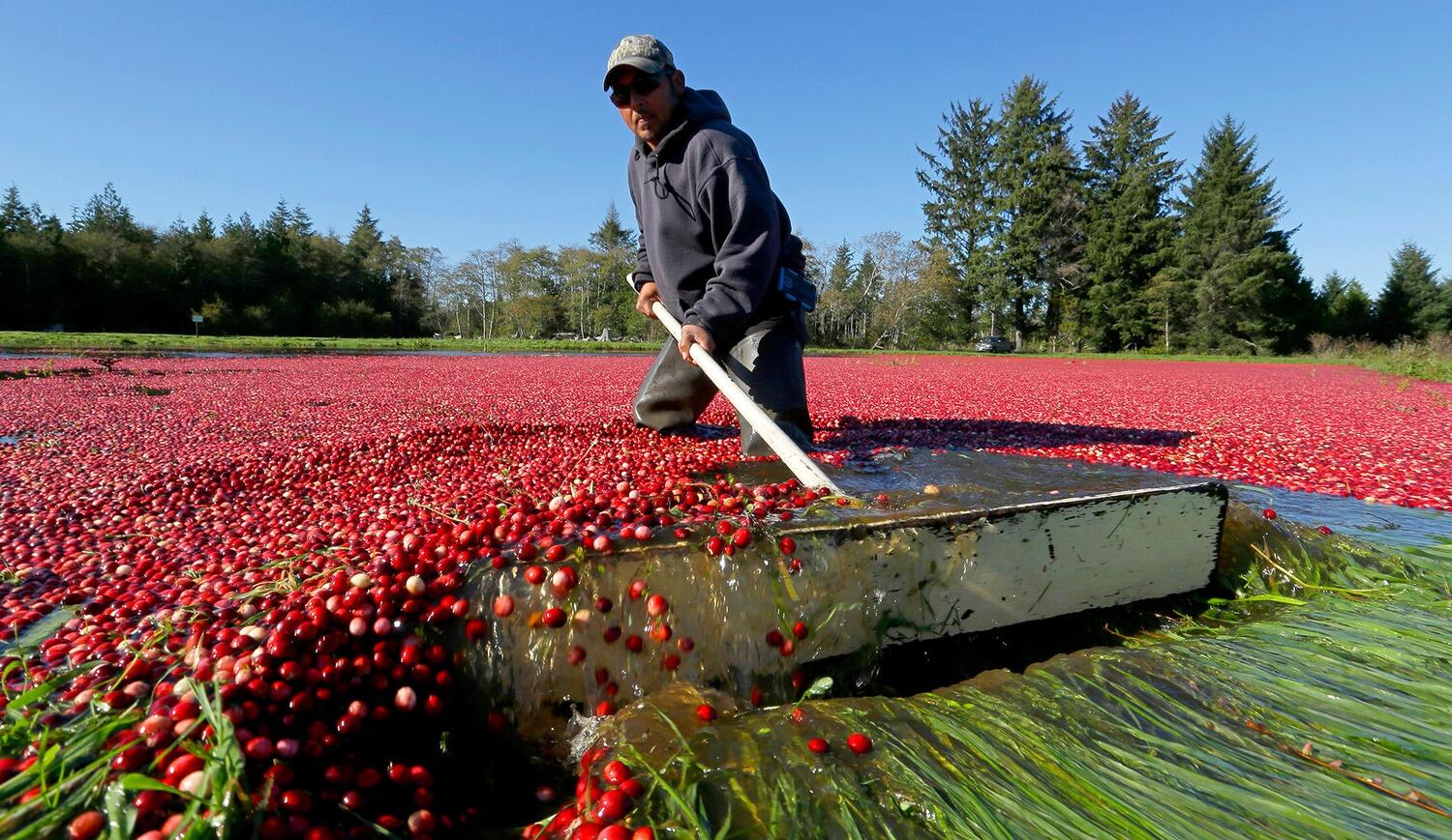 Hidden-Wild-Cranberry-Bogs-Of-Nova-Scotia hidden-wild-cranberry-bogs-of-nova-scotia