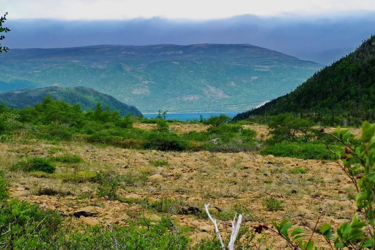 Hidden-Wild-Crowberry-Bogs-Of-Newfoundland hidden-wild-crowberry-bogs-of-newfoundland