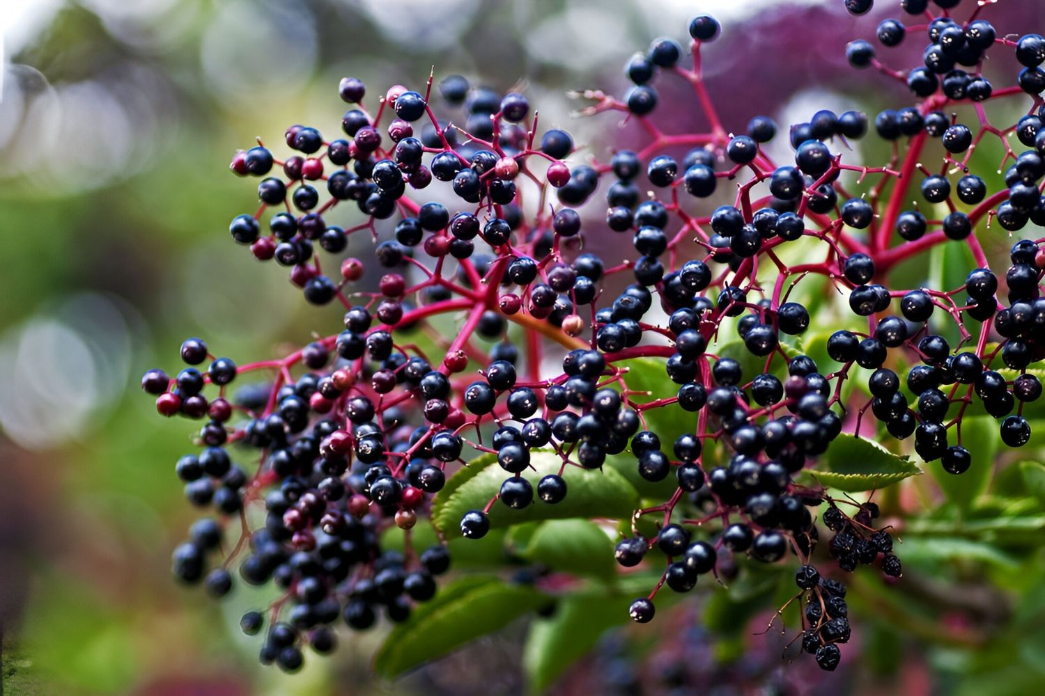 Hidden-Wild-Elderberry-Patches-In-Austria hidden-wild-elderberry-patches-in-austria