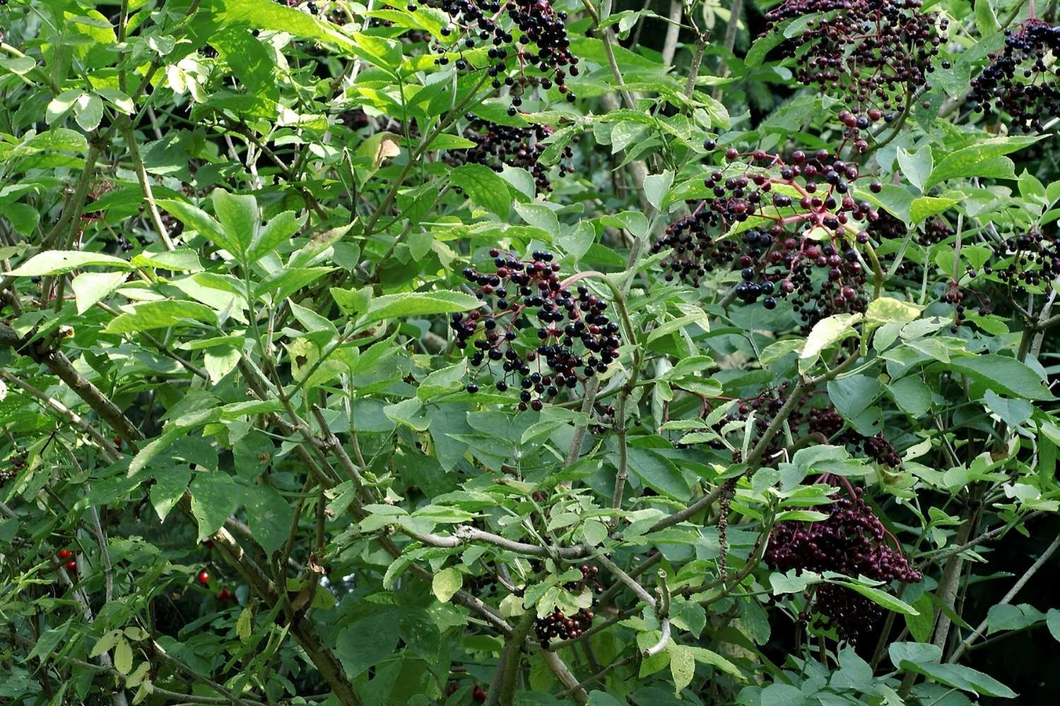 Hidden-Wild-Elderberry-Patches-In-Colorado hidden-wild-elderberry-patches-in-colorado