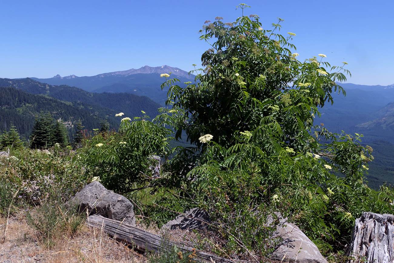 Hidden-Wild-Elderberry-Patches-Of-The-Mountain-West hidden-wild-elderberry-patches-of-the-mountain-west