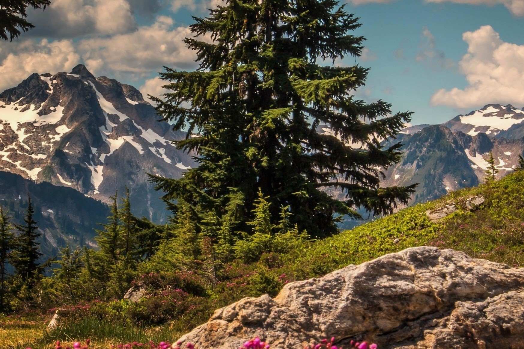 Hidden-Wild-Elderberry-Patches-Of-Washington8217s-Cascade-Range hidden-wild-elderberry-patches-of-washingtons-cascade-range