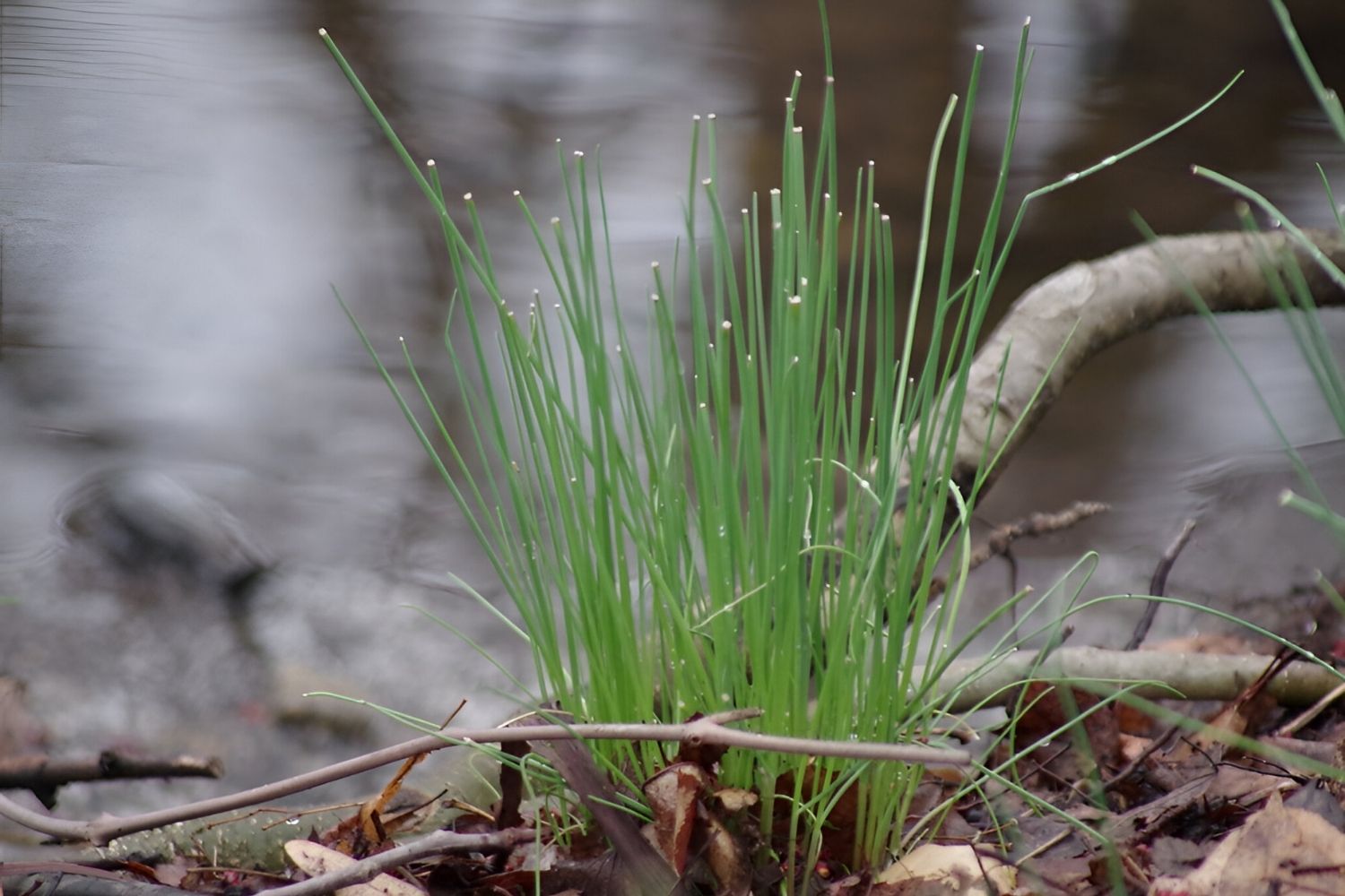 Hidden-Wild-Garlic-Patches-In-The-Ozarks hidden-wild-garlic-patches-in-the-ozarks