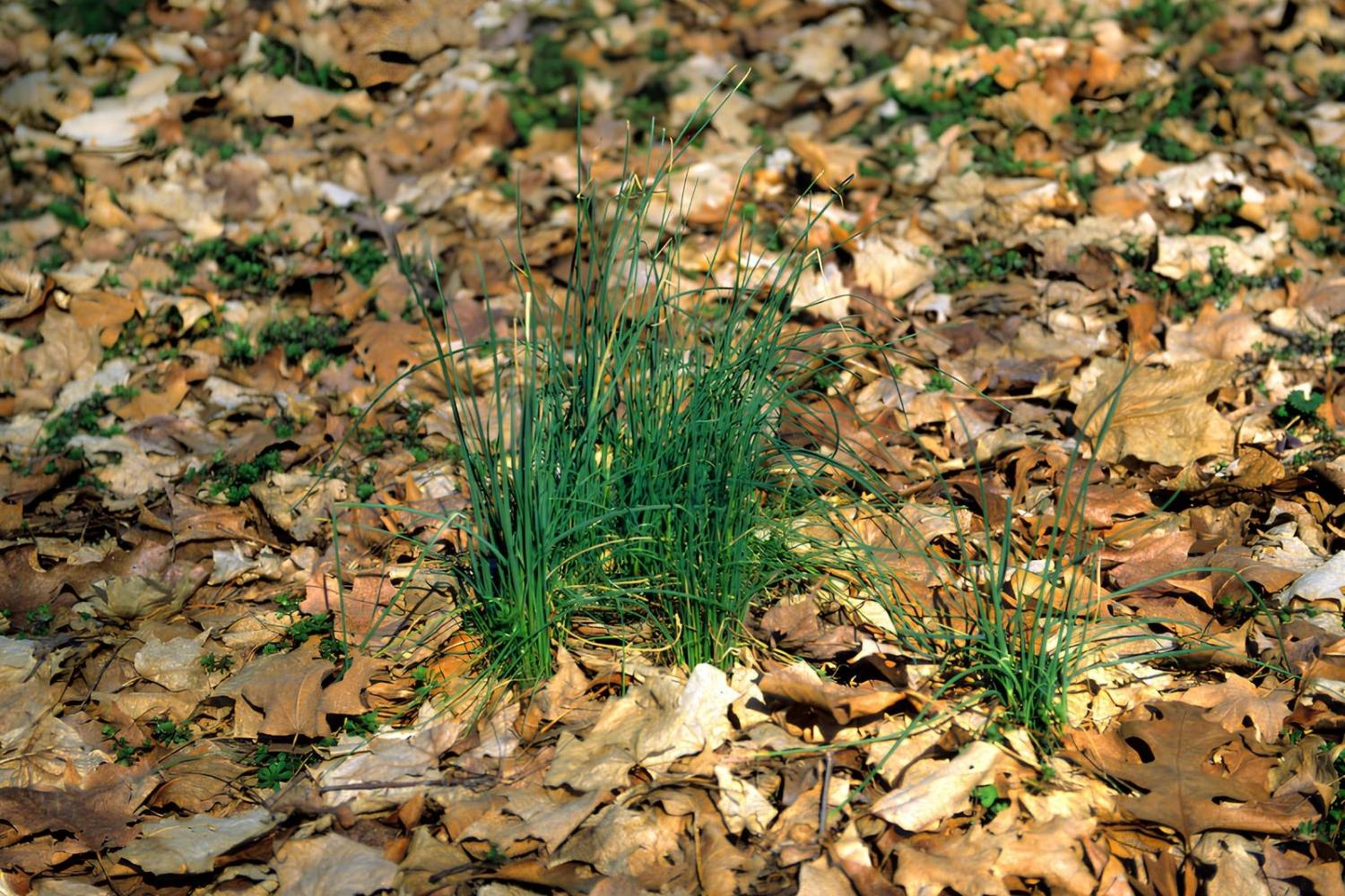 Hidden-Wild-Garlic-Patches-In-West-Virginia hidden-wild-garlic-patches-in-west-virginia