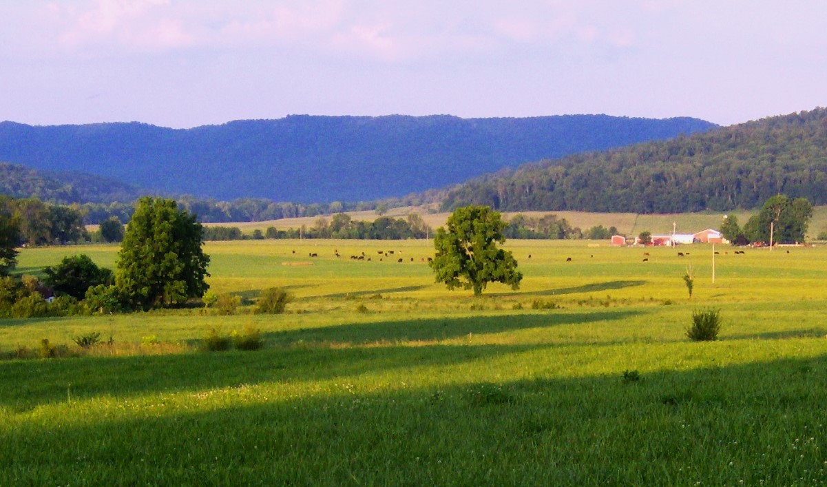 Hidden-Wild-Garlic-Patches-Of-Tennessee8217s-Cumberland-Plateau hidden-wild-garlic-patches-of-tennessees-cumberland-plateau