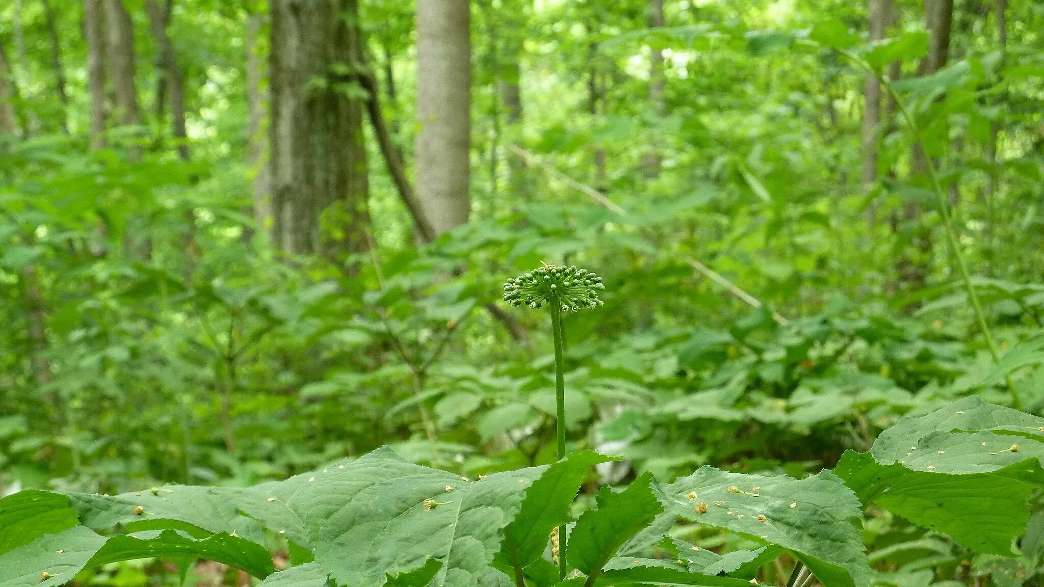 Hidden-Wild-Ginseng-Hollows-Of-The-Appalachians hidden-wild-ginseng-hollows-of-the-appalachians