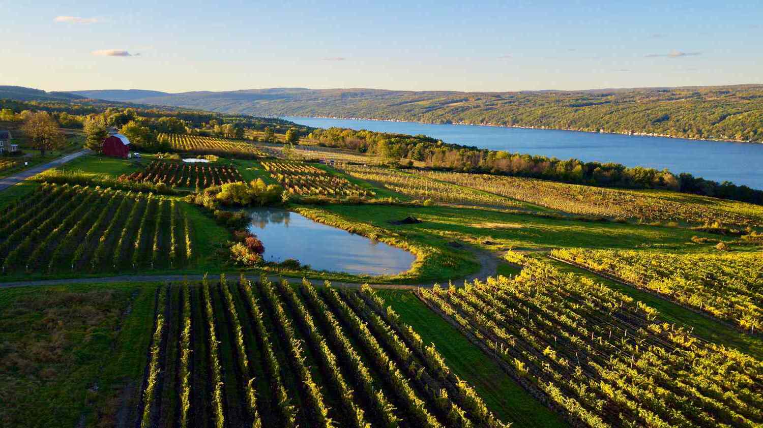Hidden-Wild-Grape-Arbors-In-New-York8217s-Finger-Lakes hidden-wild-grape-arbors-in-new-yorks-finger-lakes