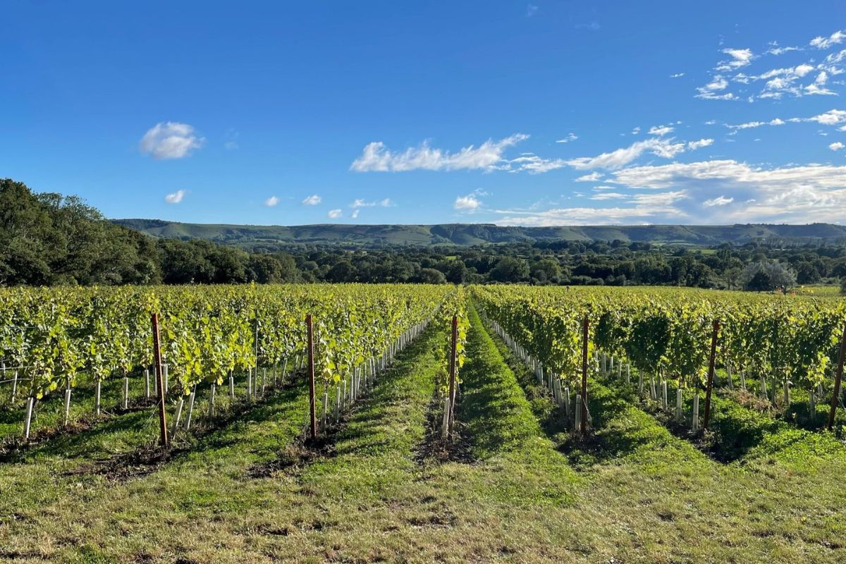 Hidden-Wild-Grape-Arbors-In-New-York8217s-Hudson-Valley hidden-wild-grape-arbors-in-new-yorks-hudson-valley