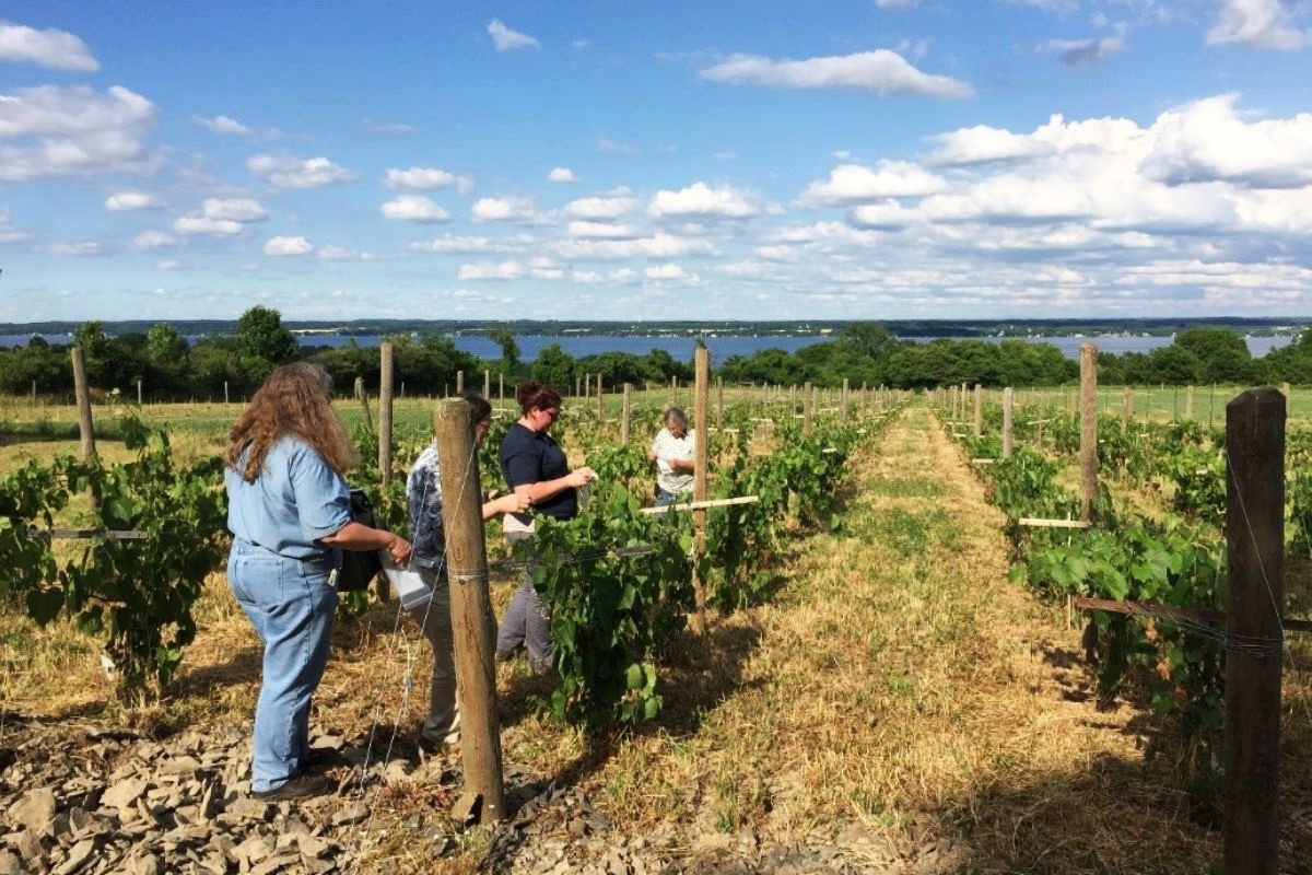 Hidden-Wild-Grape-Arbors-Of-New-York hidden-wild-grape-arbors-of-new-york
