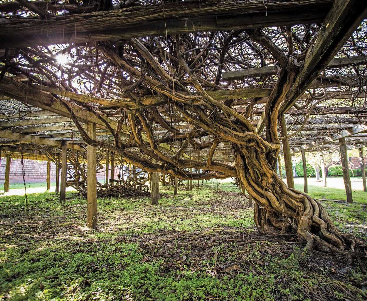 Hidden-Wild-Grape-Arbors-Of-North-Carolina hidden-wild-grape-arbors-of-north-carolina