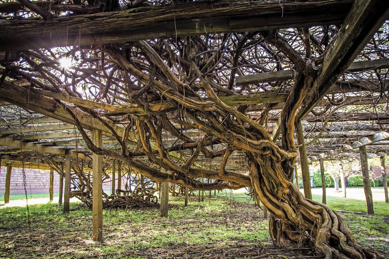 Hidden-Wild-Grape-Arbors-Of-South-Carolina hidden-wild-grape-arbors-of-south-carolina