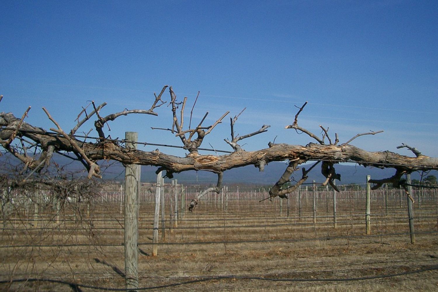 Hidden-Wild-Grape-Arbors-Of-The-Ozarks hidden-wild-grape-arbors-of-the-ozarks