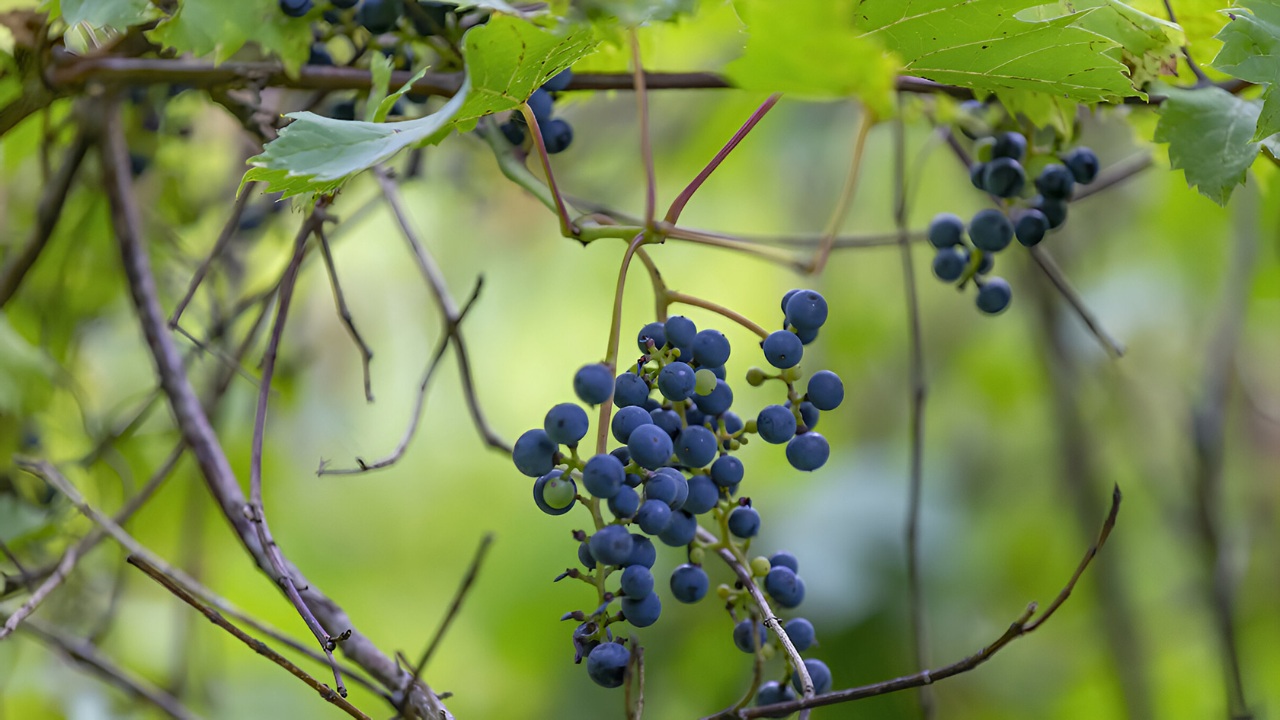 Hidden-Wild-Grape-Arbors-Of-Virginia hidden-wild-grape-arbors-of-virginia