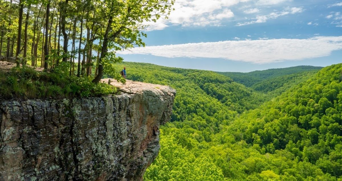 Hidden-Wild-Hickory-Nut-Groves-In-Arkansas8217s-Ozark-St.-Francis-Forest hidden-wild-hickory-nut-groves-in-arkansass-ozark-st-francis-forest
