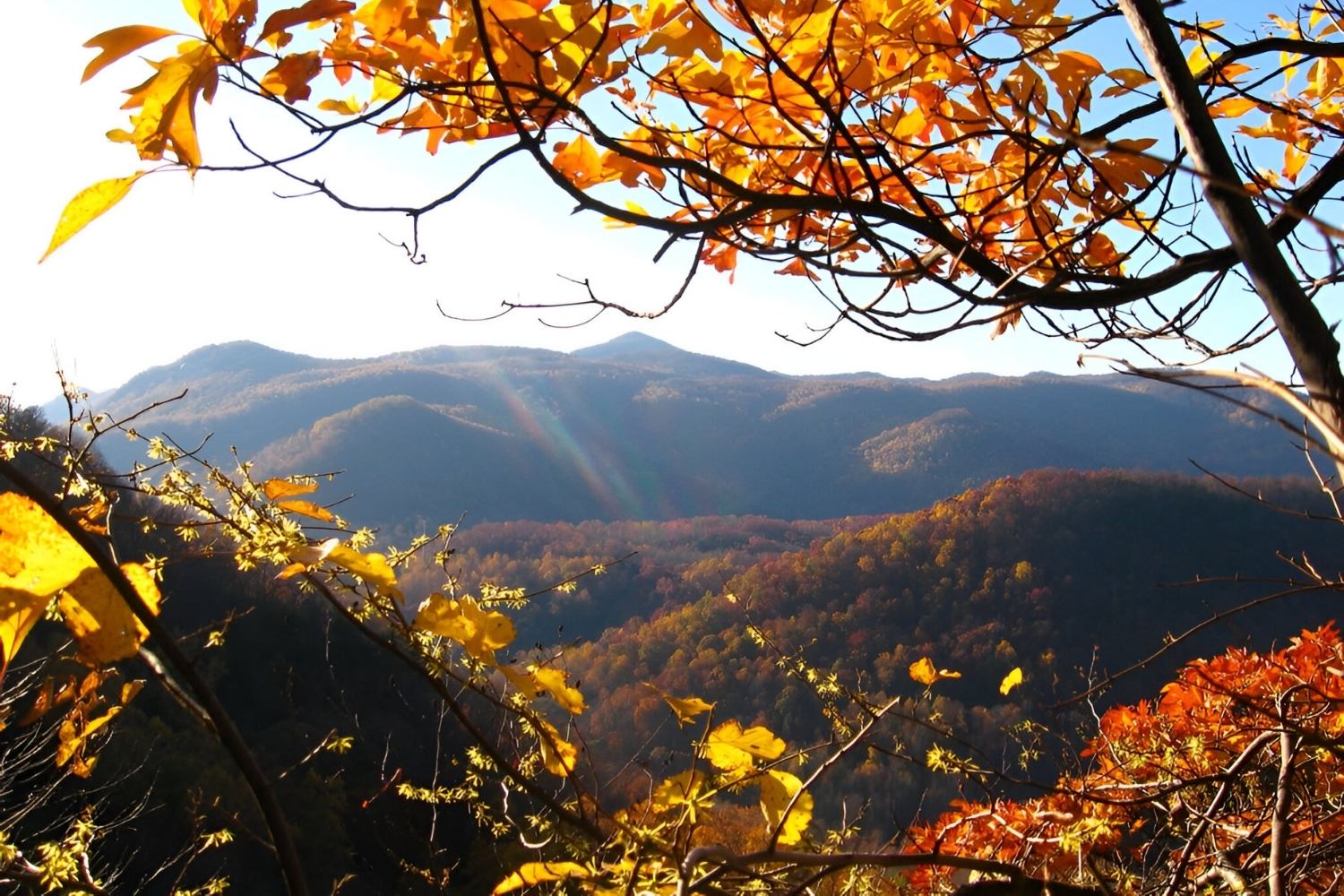 Hidden-Wild-Hickory-Nut-Groves-In-North-Carolina8217s-Appalachian-Foothills hidden-wild-hickory-nut-groves-in-north-carolinas-appalachian-foothills