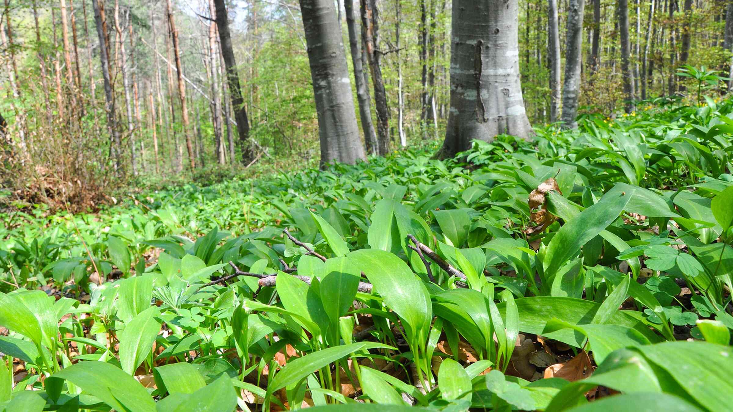 Hidden-Wild-Leek-Patches-In-The-Yukon hidden-wild-leek-patches-in-the-yukon
