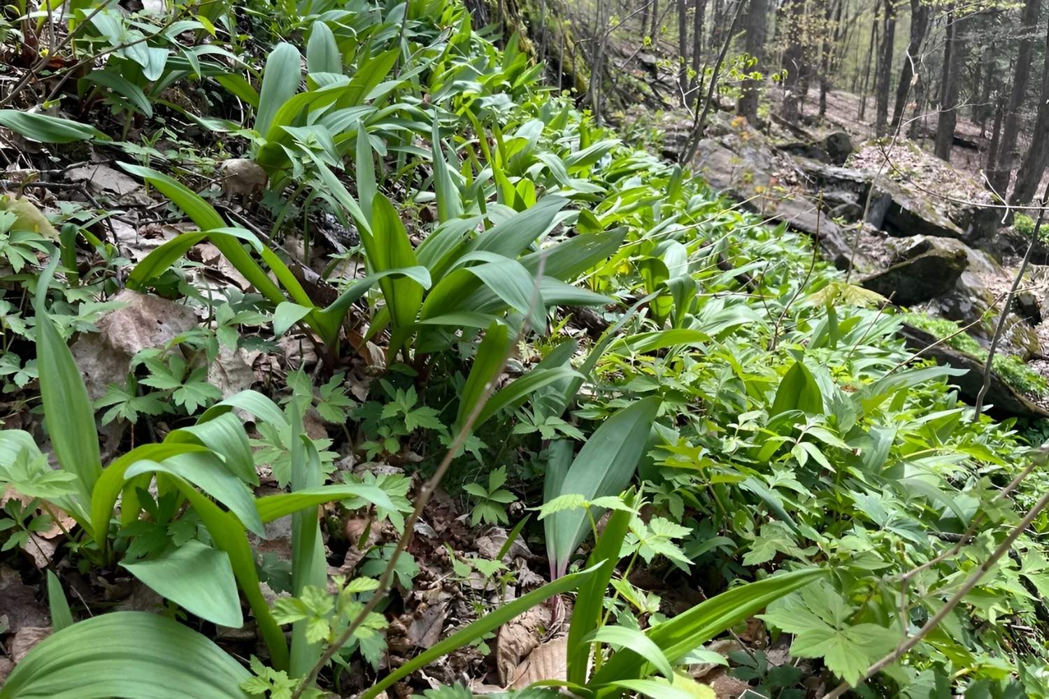 Hidden-Wild-Leek-Patches-In-Vermont8217s-Green-Mountains hidden-wild-leek-patches-in-vermonts-green-mountains