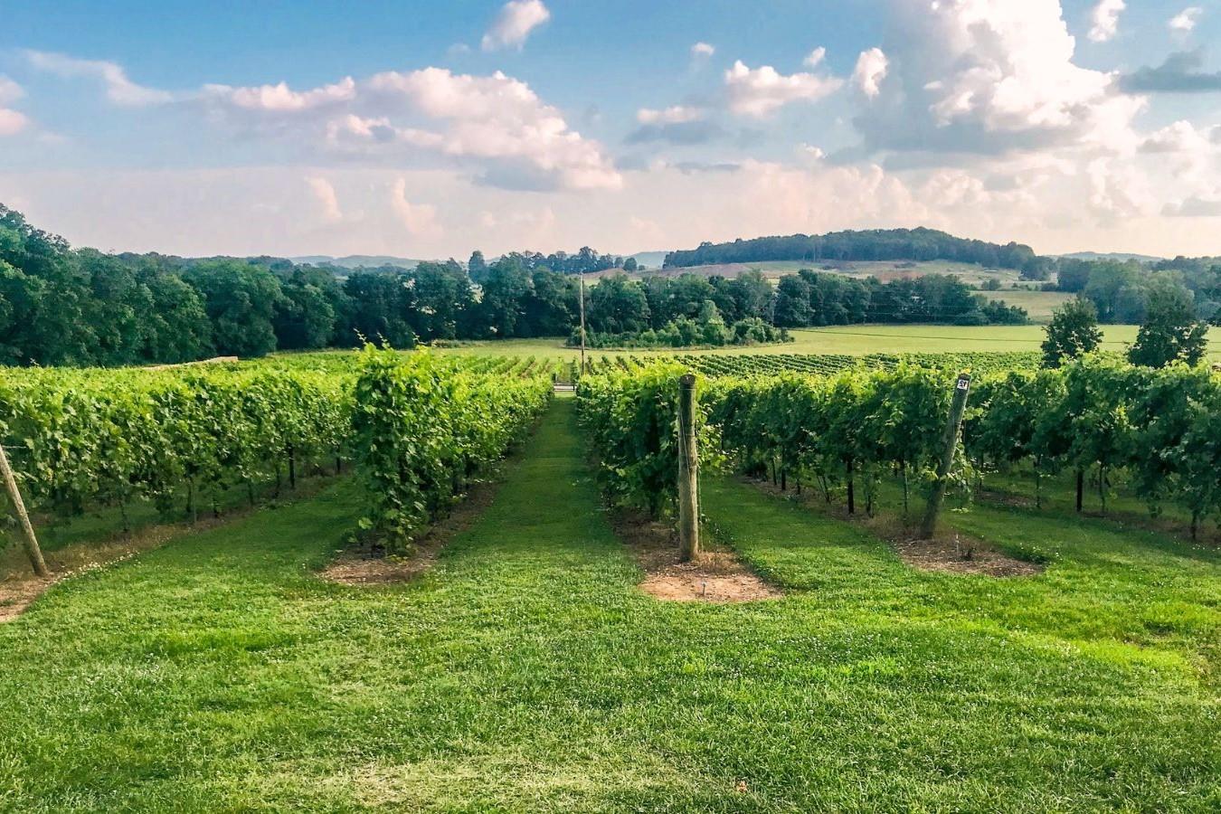 Hidden-Wild-Muscadine-Grape-Arbors-Of-Mississippi8217s-Natchez-Trace hidden-wild-muscadine-grape-arbors-of-mississippis-natchez-trace