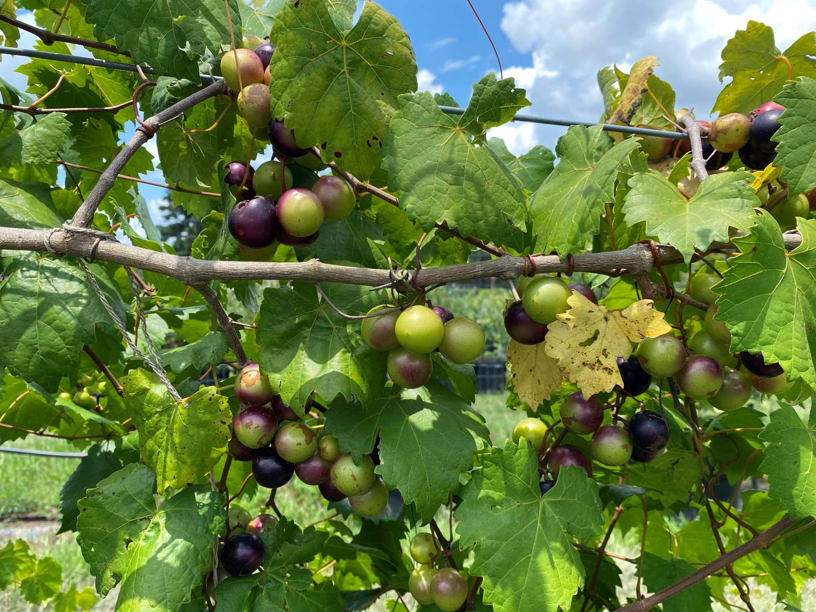 Hidden-Wild-Muscadine-Grape-Arbors-Of-The-South hidden-wild-muscadine-grape-arbors-of-the-south