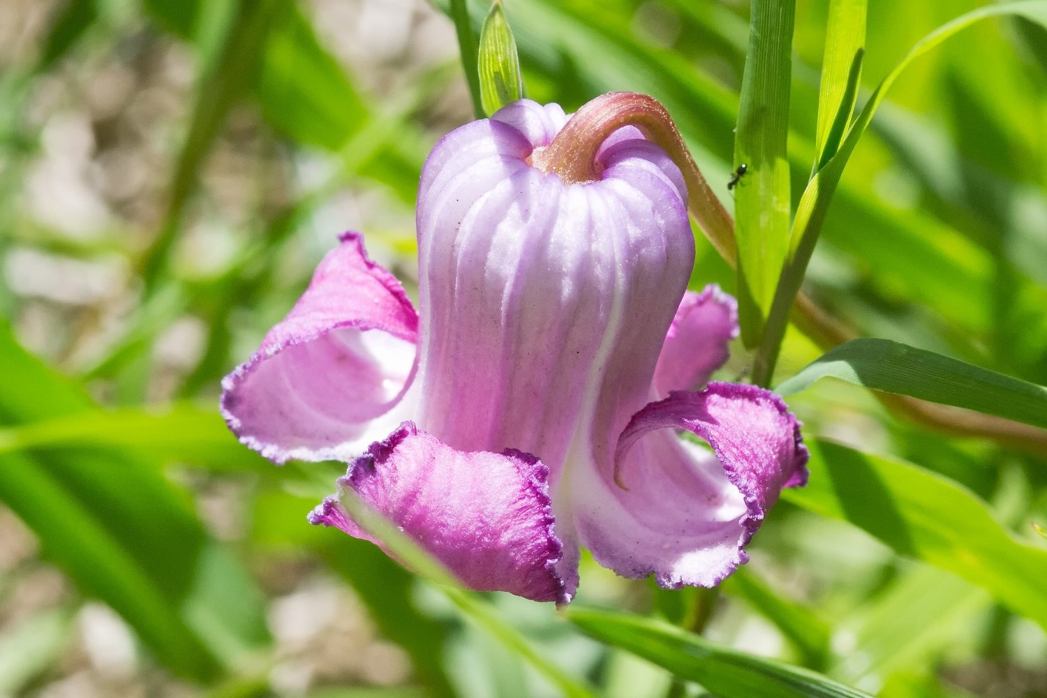 hidden-wild-orchid-swamps-of-the-carolinas