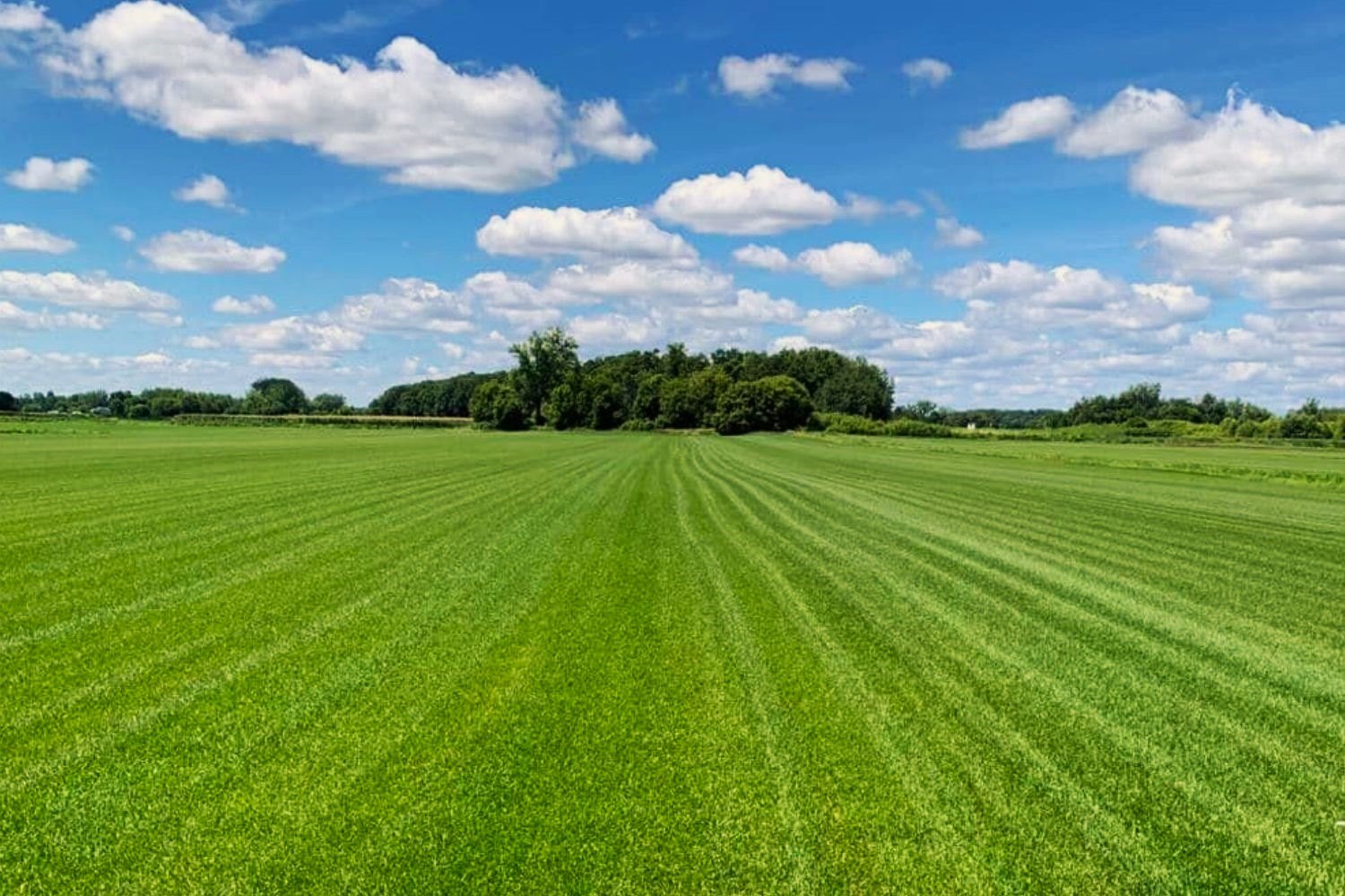 Hidden-Wild-Paw-Paw-Patches-Of-Kentucky8217s-Bluegrass-Region hidden-wild-paw-paw-patches-of-kentuckys-bluegrass-region