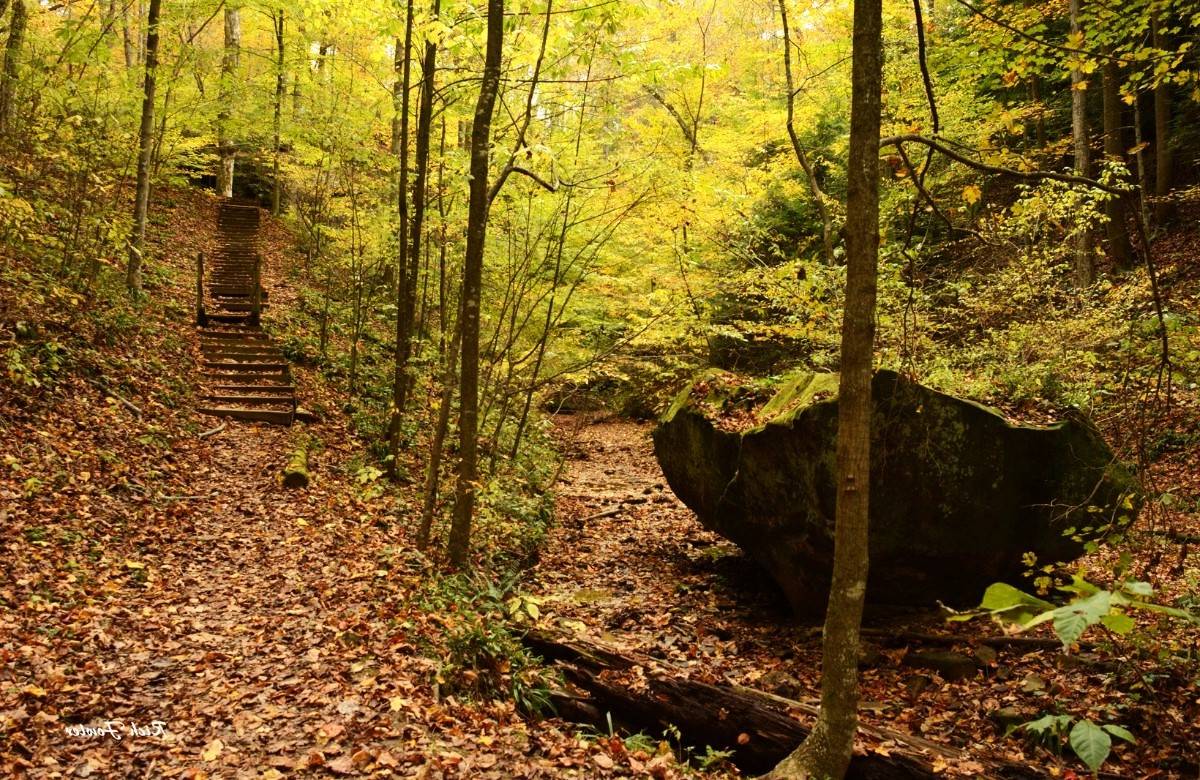Hidden-Wild-Pawpaw-Patches-In-Indiana8217s-Hoosier-National-Forest hidden-wild-pawpaw-patches-in-indianas-hoosier-national-forest