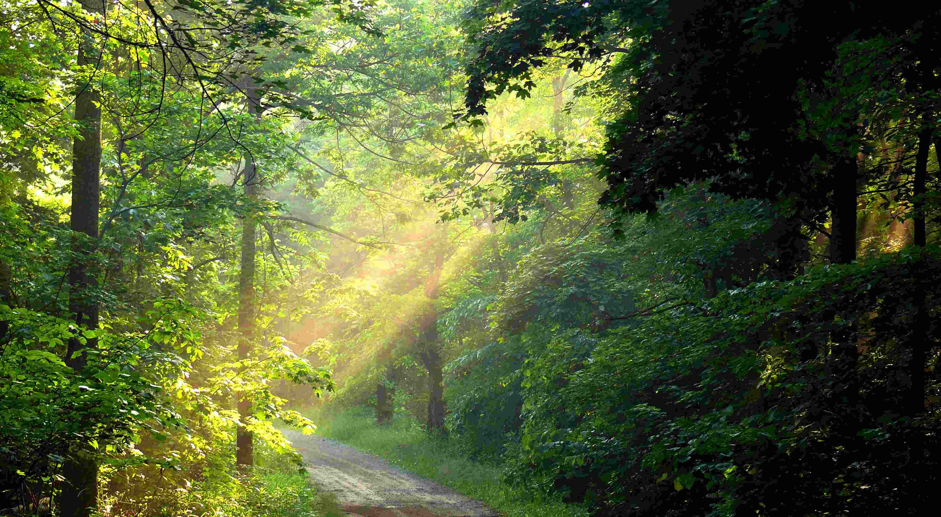 Hidden-Wild-Pawpaw-Patches-In-Southern-Ohio hidden-wild-pawpaw-patches-in-southern-ohio