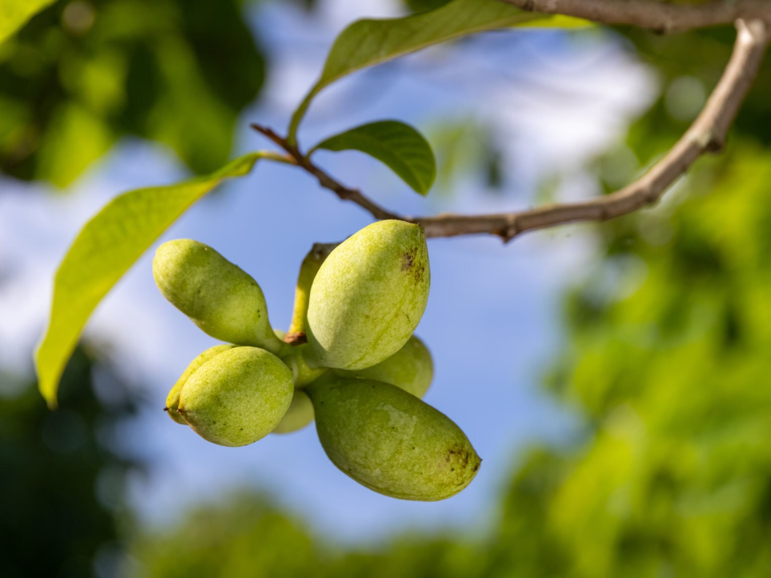 Hidden-Wild-Pawpaw-Patches-Of-Kentucky hidden-wild-pawpaw-patches-of-kentucky