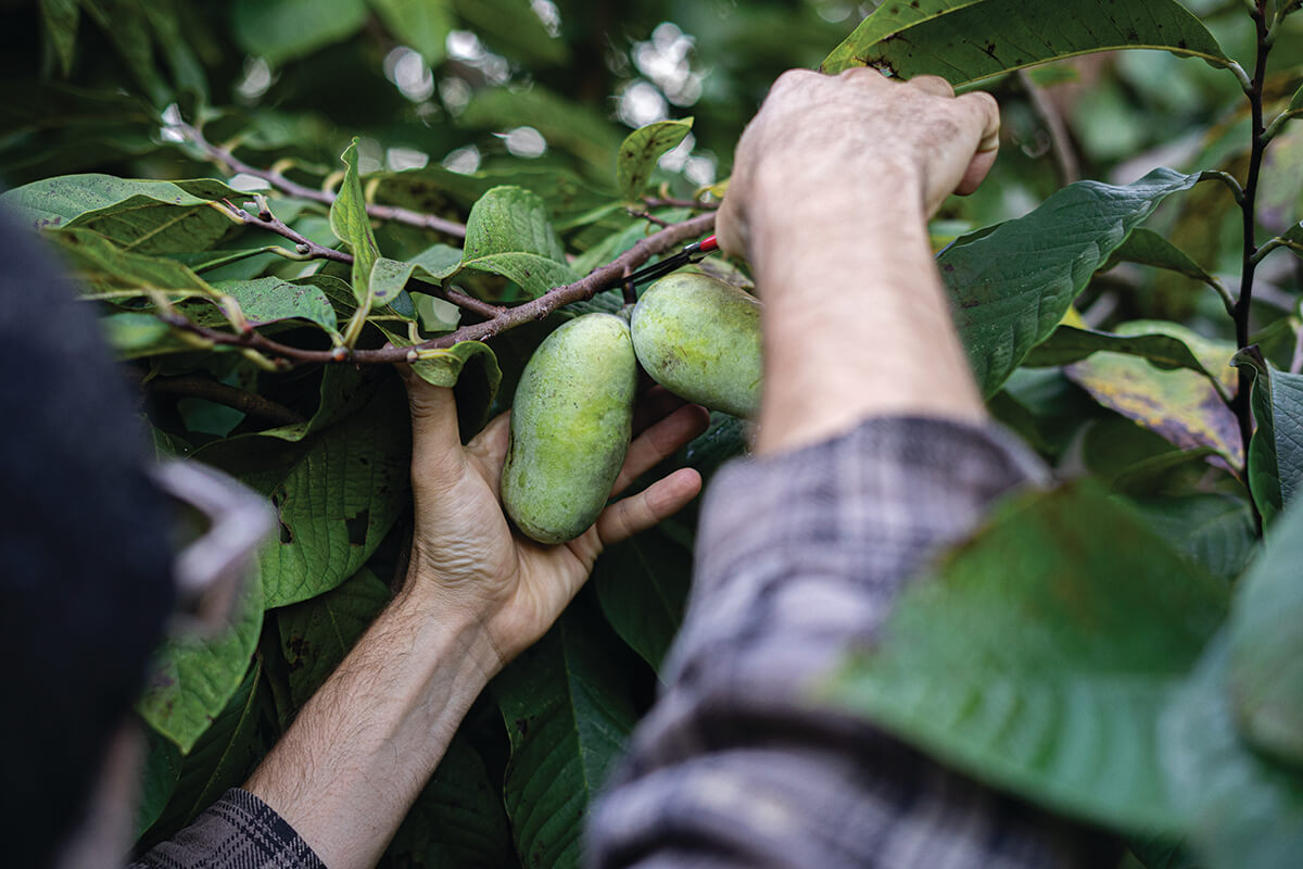 Hidden-Wild-Pawpaw-Patches-Of-The-Midwest hidden-wild-pawpaw-patches-of-the-midwest