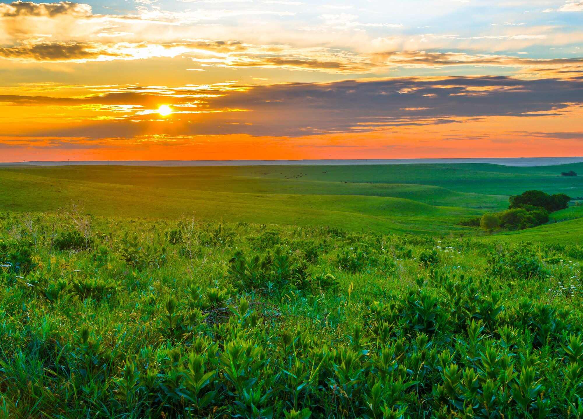Hidden-Wild-Plum-Thickets-In-Kansas8217s-Flint-Hills hidden-wild-plum-thickets-in-kansass-flint-hills