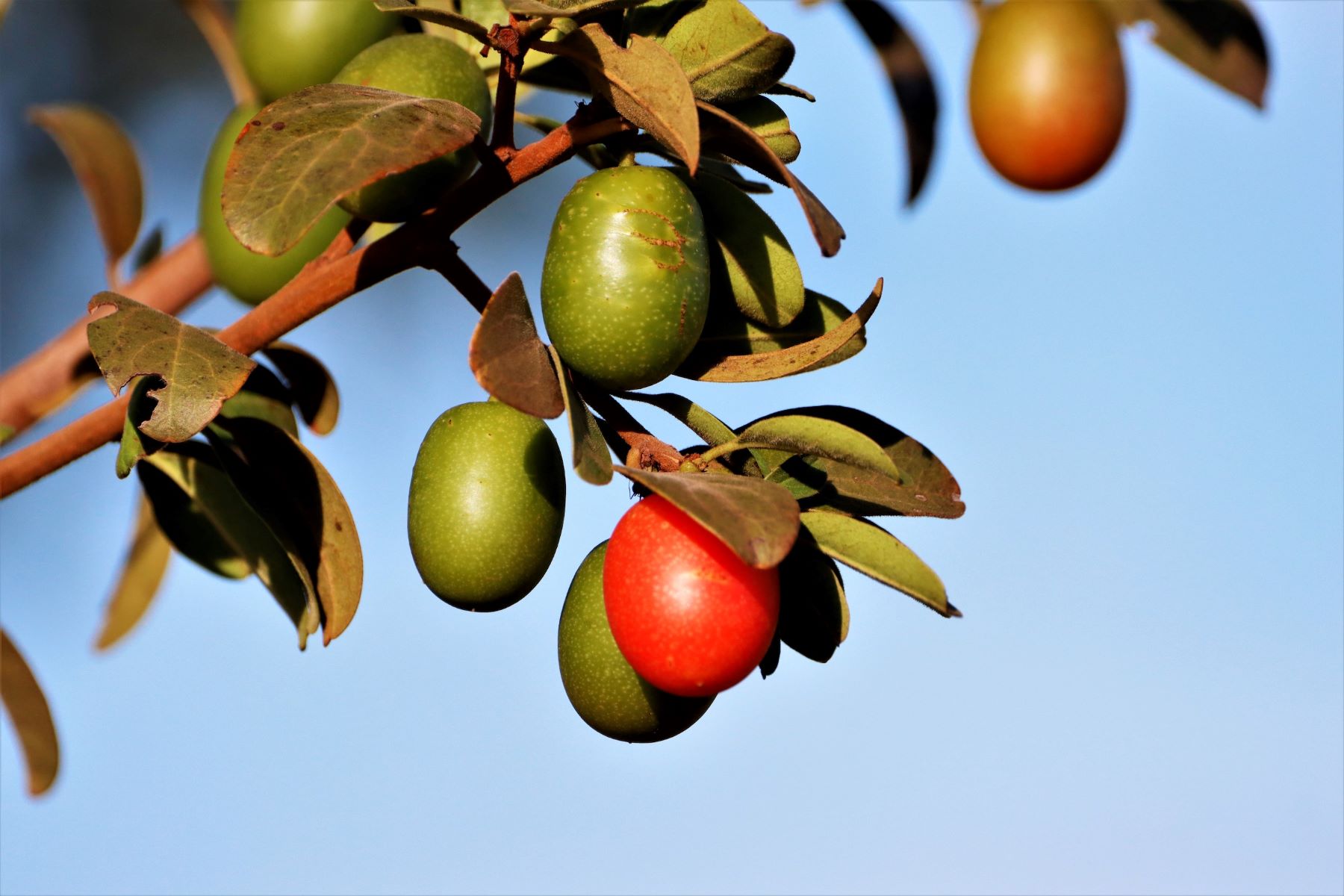 Hidden-Wild-Plum-Thickets-Of-The-Plains hidden-wild-plum-thickets-of-the-plains