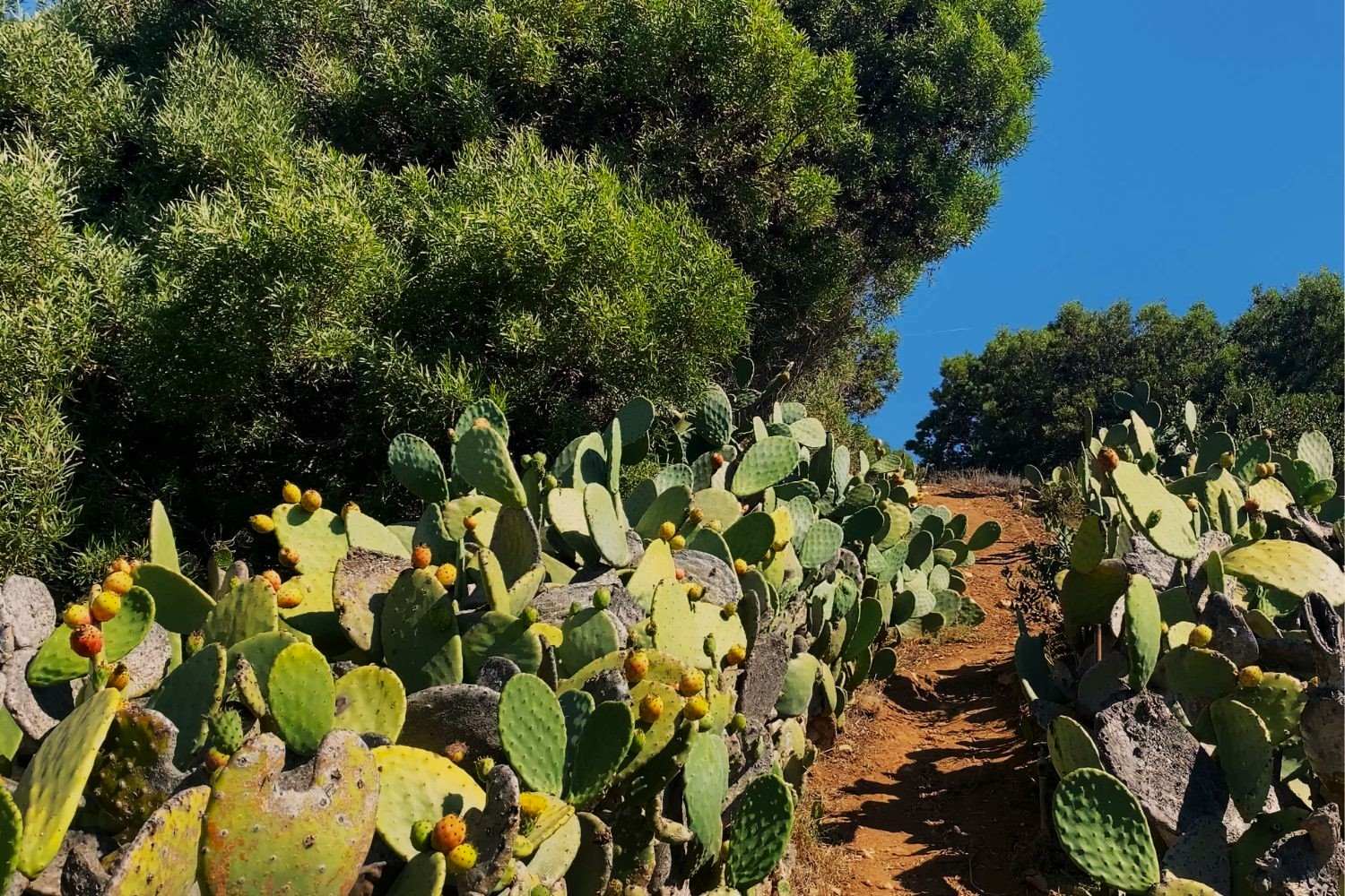 hidden-wild-prickly-pear-cactus-farms-of-southern-california