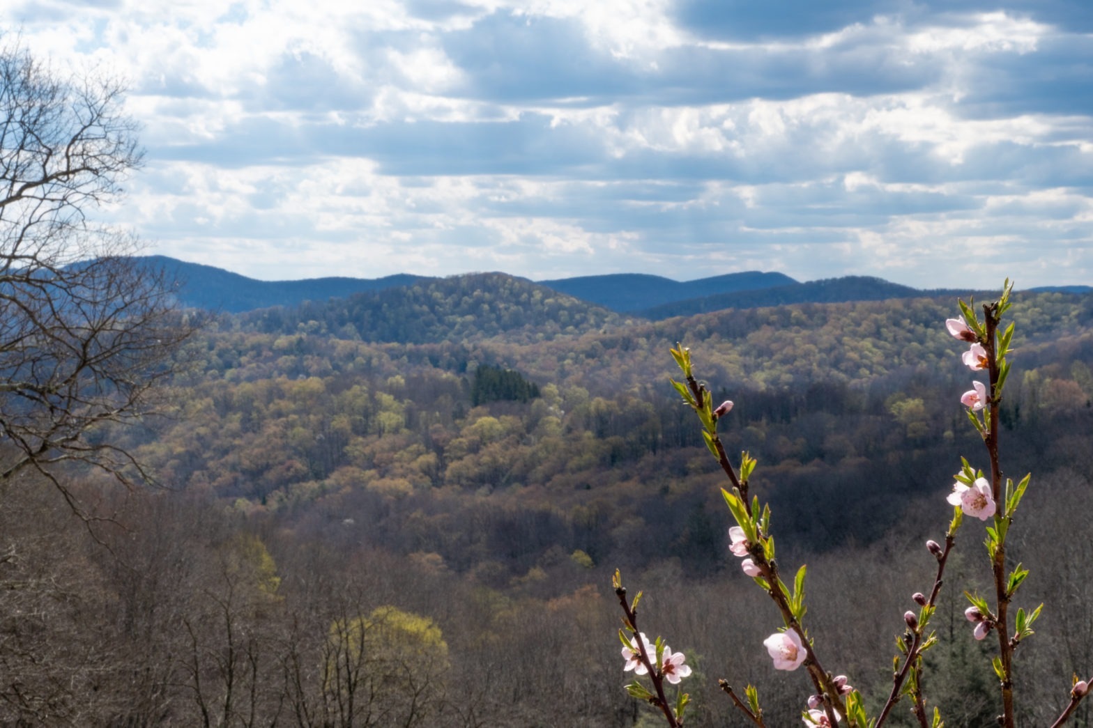 Hidden-Wild-Ramp-Hollows-Of-West-Virginia hidden-wild-ramp-hollows-of-west-virginia