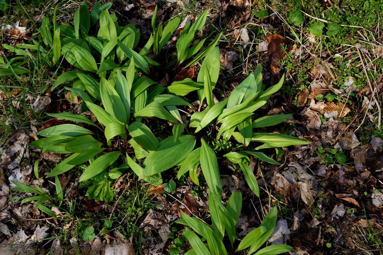 Hidden-Wild-Ramps-Hollows-Of-Ohio hidden-wild-ramps-hollows-of-ohio
