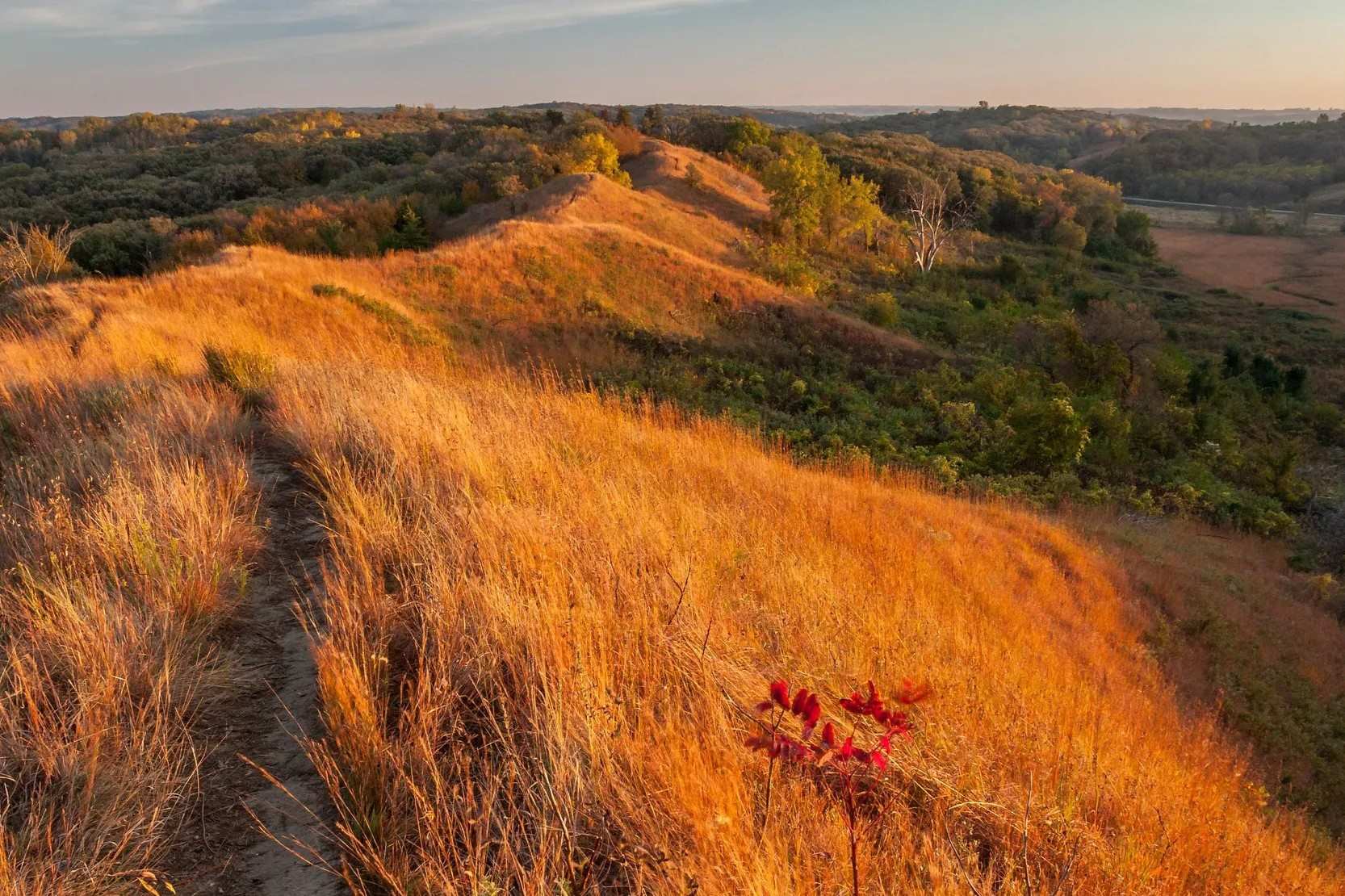 Hidden-Wild-Rhubarb-Patches-In-Iowa8217s-Loess-Hills hidden-wild-rhubarb-patches-in-iowas-loess-hills