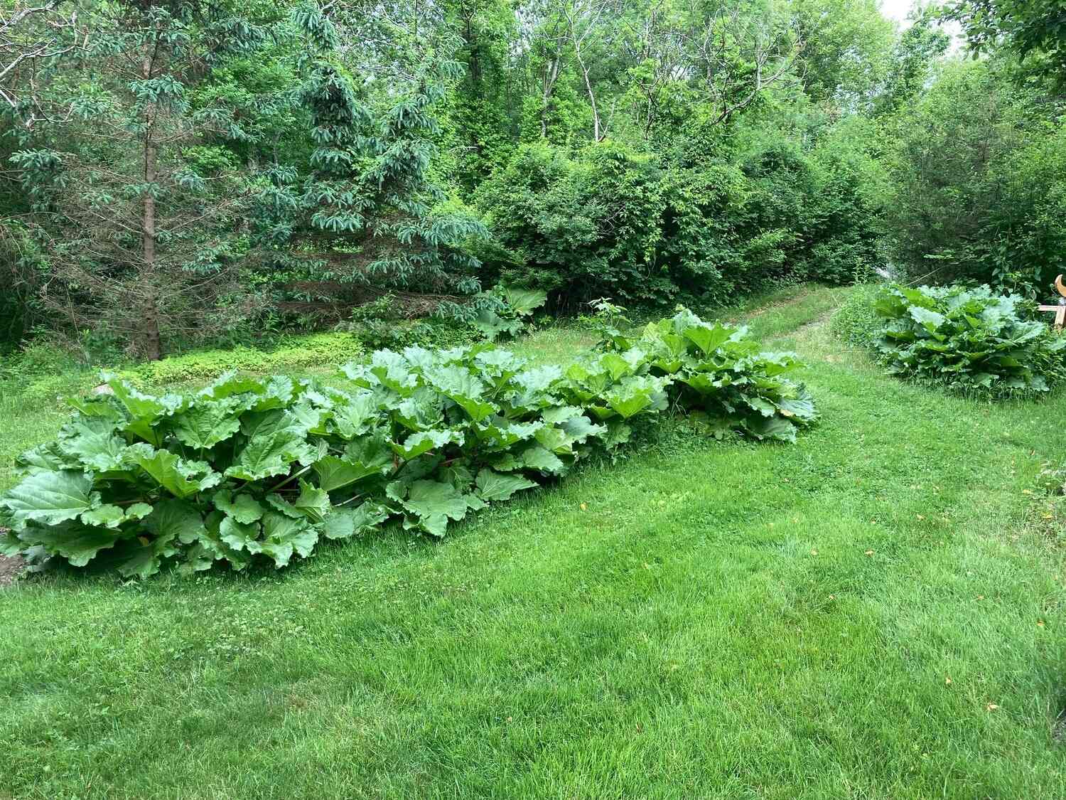 Hidden-Wild-Rhubarb-Patches-In-Massachusetts hidden-wild-rhubarb-patches-in-massachusetts