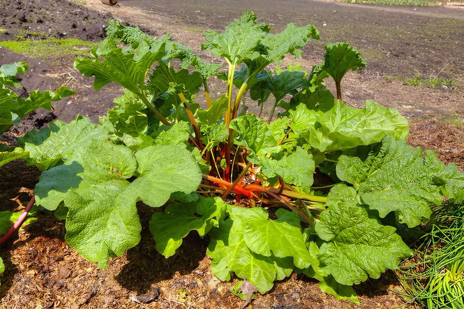 Hidden-Wild-Rhubarb-Patches-In-Switzerland hidden-wild-rhubarb-patches-in-switzerland