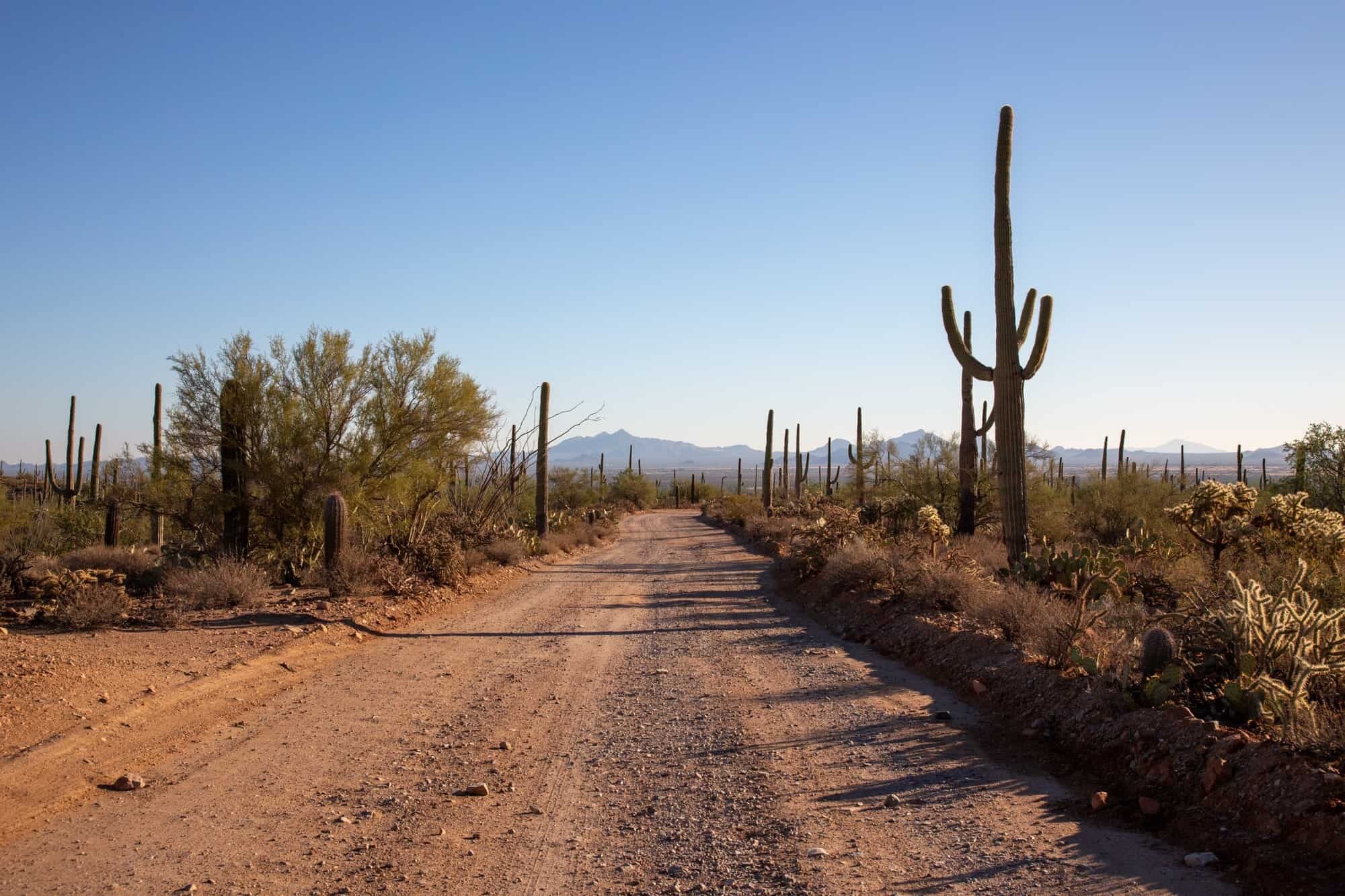 hidden-wild-saguaro-forests-of-arizona