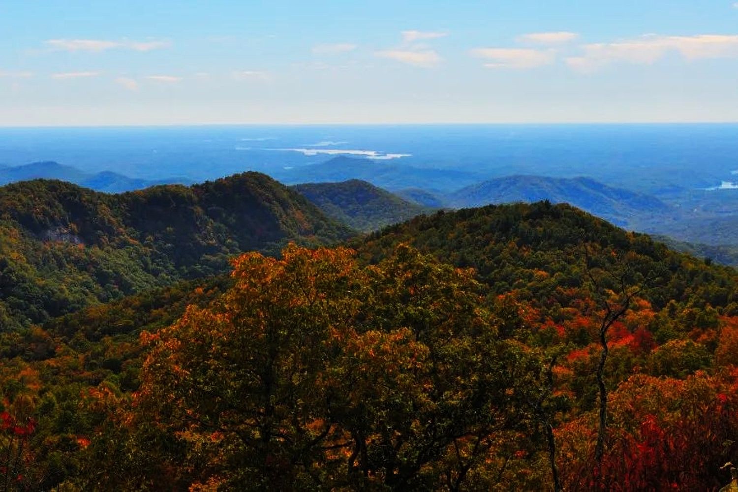 Hidden-Wild-Sassafras-Groves-Of-The-Appalachians hidden-wild-sassafras-groves-of-the-appalachians