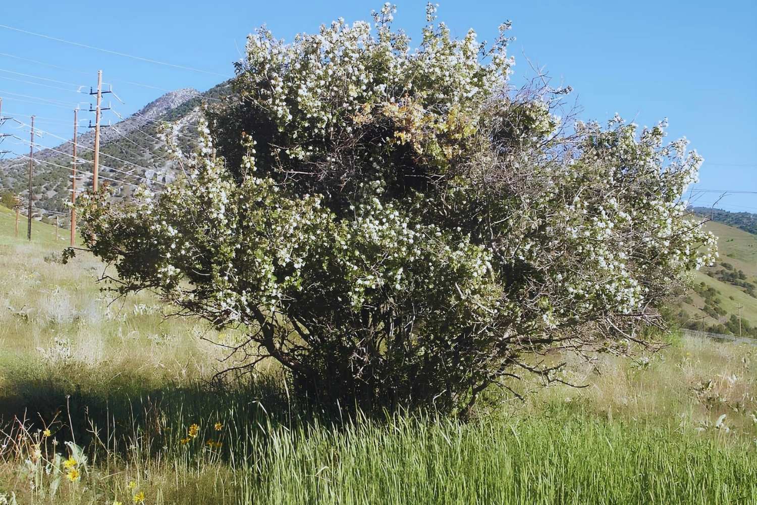 Hidden-Wild-Serviceberry-Groves-In-Utah8217s-Wasatch-Mountains hidden-wild-serviceberry-groves-in-utahs-wasatch-mountains