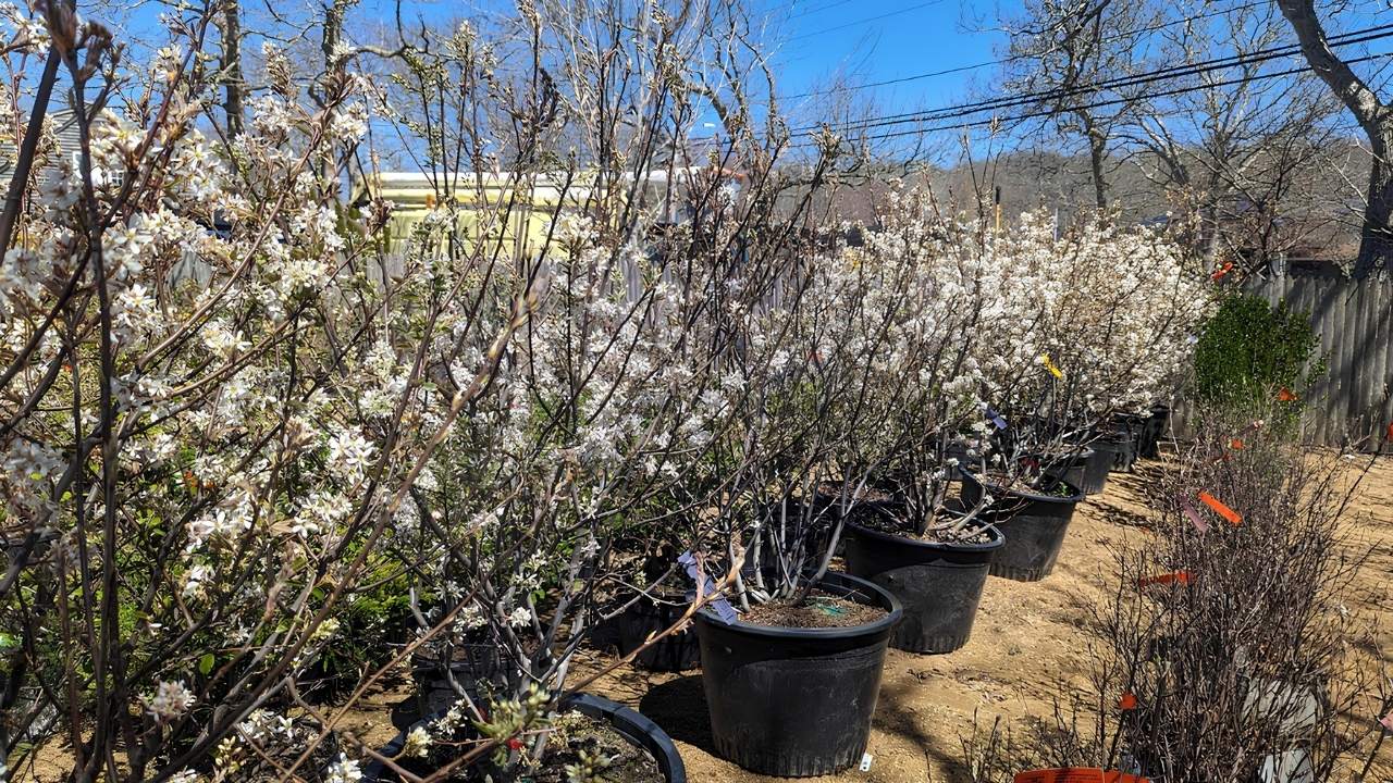 hidden-wild-serviceberry-groves-of-nunavut