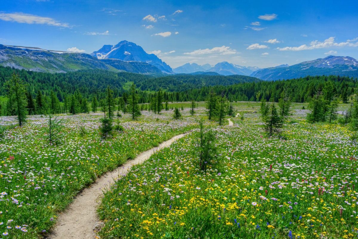 Hidden-Wild-Serviceberry-Meadows-In-Alberta hidden-wild-serviceberry-meadows-in-alberta