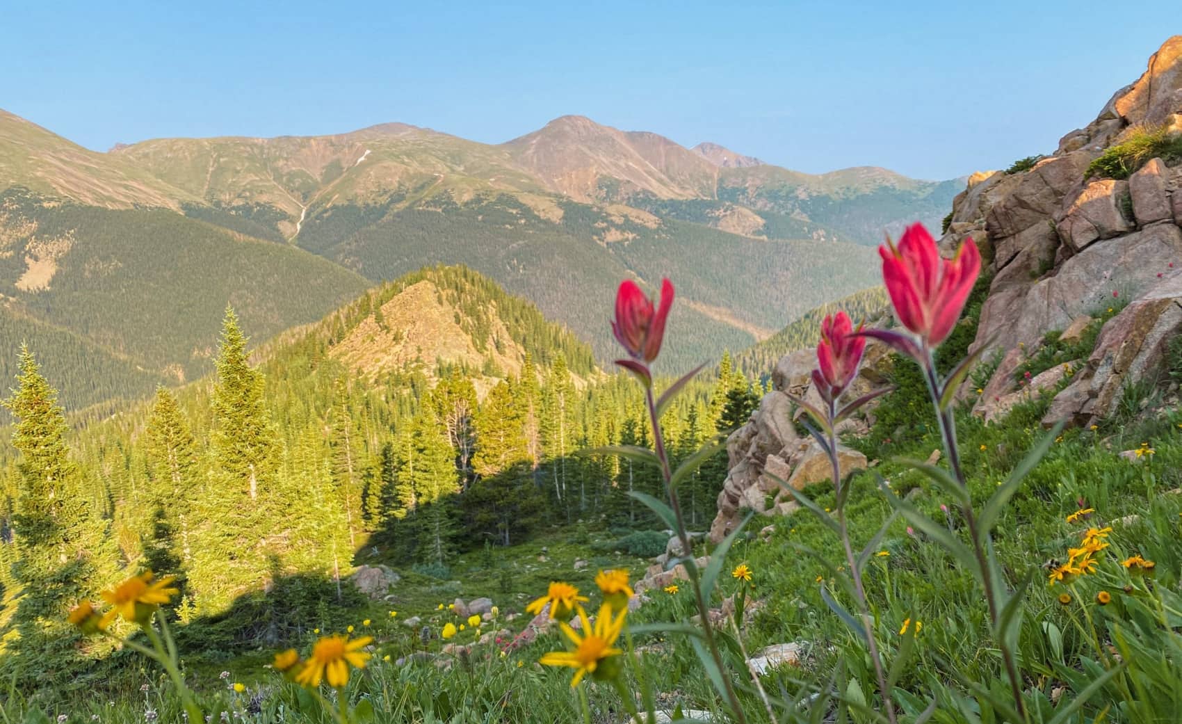 hidden-wildflower-meadows-in-the-rocky-mountains