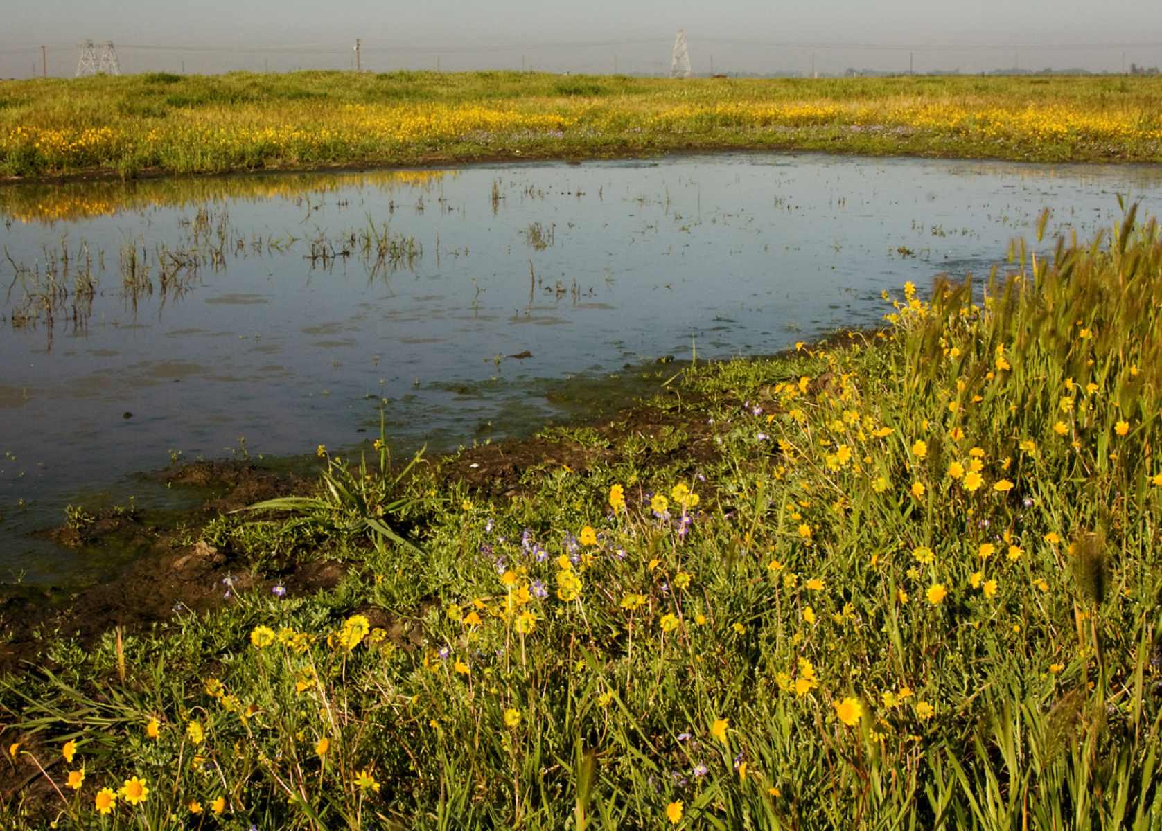 Hidden-Wonders-Of-California8217s-Vernal-Pools hidden-wonders-of-californias-vernal-pools