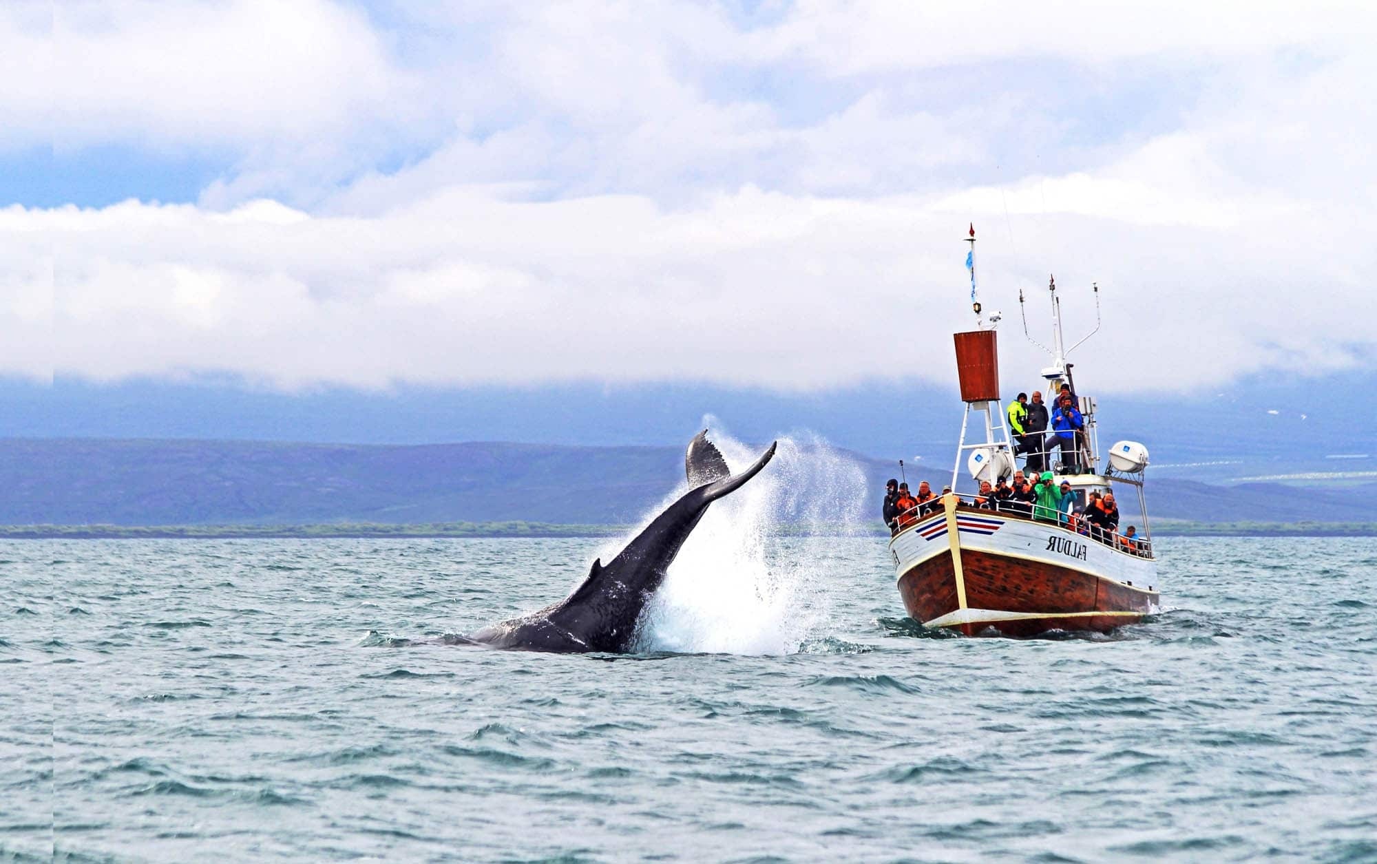 husavik-whale-watching-adventure
