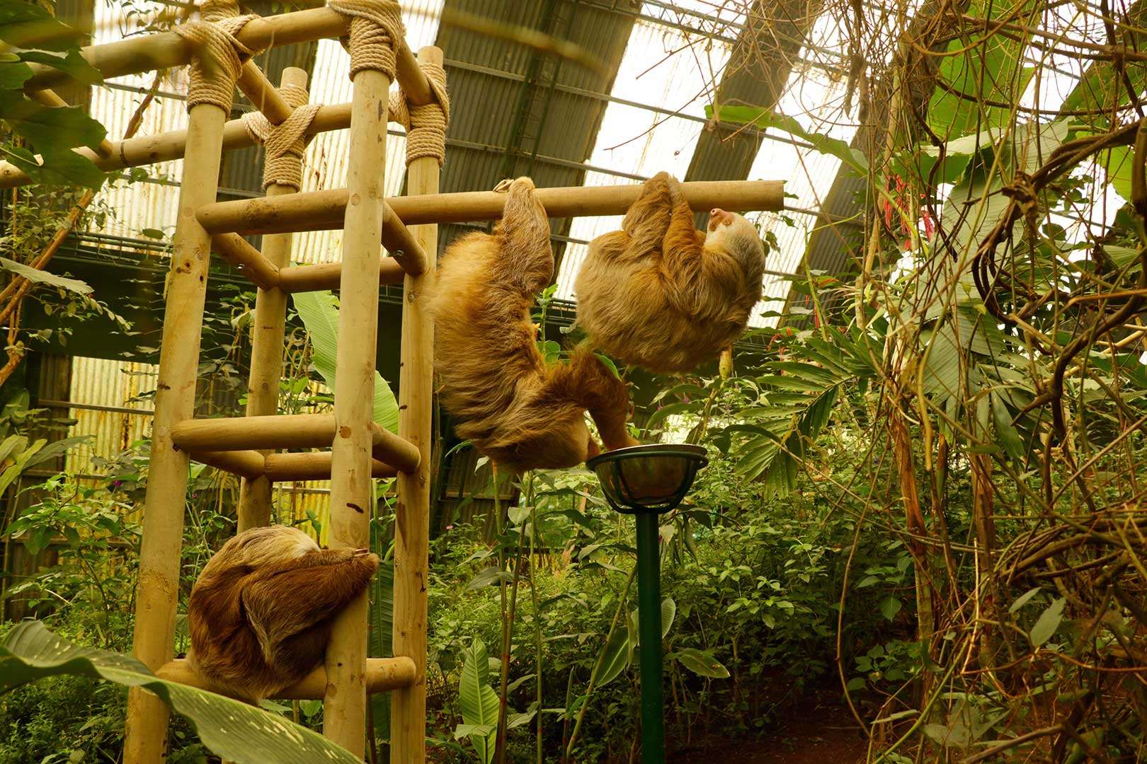 Inside-Costa-Rica8217s-Sloth-Sanctuary inside-costa-ricas-sloth-sanctuary