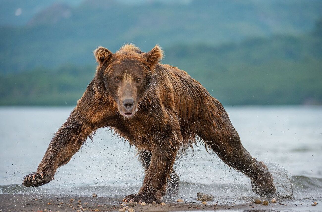 Kamchatka-Brown-Bear-Adventure kamchatka-brown-bear-adventure