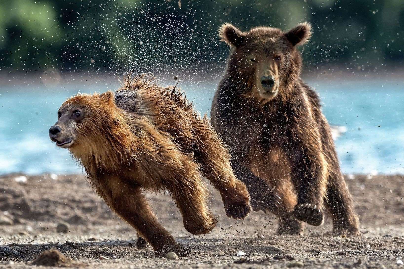 Kamchatka-Russia8217s-Brown-Bears-Through-The-Lens kamchatka-russias-brown-bears-through-the-lens