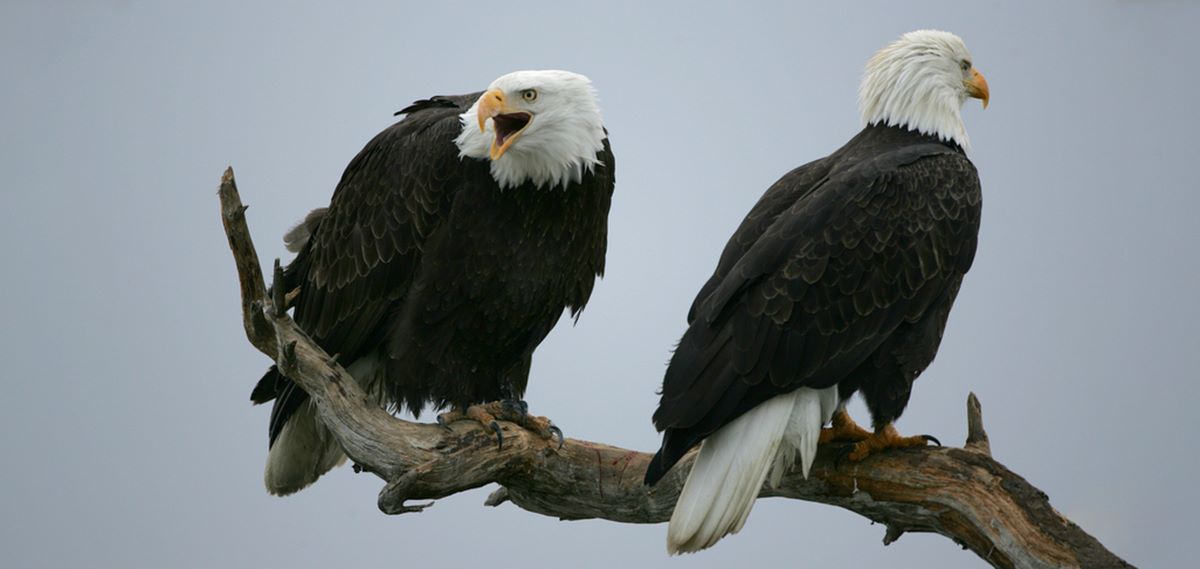kodiaks-majestic-bald-eagles-up-close